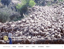 Tablet Screenshot of cheeseforum.org